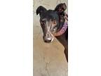 Adopt Kyle a Black Greyhound / Mixed dog in Coon Rapids, MN (39438071)