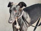 Adopt Diva a Black Greyhound / Mixed dog in Coon Rapids, MN (39438067)