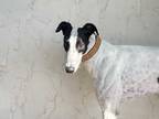Adopt Sutton a Black - with White Greyhound / Mixed dog in Coon Rapids