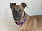 Adopt Rip a Tan/Yellow/Fawn Greyhound / Mixed dog in Coon Rapids, MN (39437947)