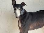 Adopt Patti a Black Greyhound / Mixed dog in Coon Rapids, MN (39437962)