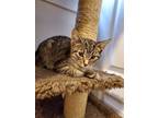 Adopt Bagheera a Brown Tabby Domestic Shorthair (short coat) cat in Calgary