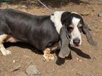 Adopt Bleu Navy a Gray/Blue/Silver/Salt & Pepper Basset Hound / Mixed dog in