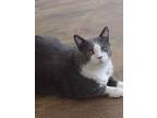 Adopt Papa a Gray or Blue (Mostly) Russian Blue (short coat) cat in Quail