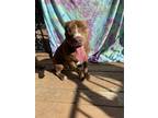 Adopt Marlo a Brown/Chocolate - with White Staffordshire Bull Terrier / Mixed