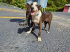 Adopt Neo a Black - with White Mixed Breed (Large) / Mixed dog in Reeds Spring
