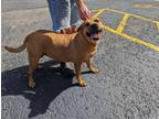 Adopt Christina a Tan/Yellow/Fawn Mixed Breed (Small) / Mixed dog in Reeds