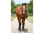 Adopt Cheetoz Debutante a Bay Thoroughbred horse in Nicholasville, KY (39429717)