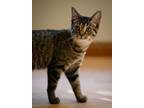 Adopt Wyndham a Brown Tabby Domestic Shorthair (short coat) cat in Fairborn