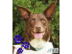 Adopt Vixie a Brown/Chocolate Collie / Mixed Breed (Medium) / Mixed (short coat)