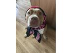 Adopt Babs a Brindle - with White Pit Bull Terrier / Mixed dog in San Diego