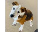 Adopt Luke a Tricolor (Tan/Brown & Black & White) Jack Russell Terrier / Mixed