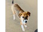 Adopt Leia a Tricolor (Tan/Brown & Black & White) Jack Russell Terrier / Mixed