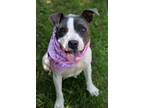 Adopt Hilde a White - with Gray or Silver American Pit Bull Terrier / Patterdale