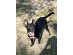 Adopt Kylo a Black Labrador Retriever / Mixed Breed (Medium) / Mixed (short