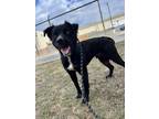 Adopt Maverick a Black - with White Border Collie / Retriever (Unknown Type) /