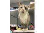 Adopt Sybil a Tan or Fawn Siamese / Mixed Breed (Medium) / Mixed (short coat)