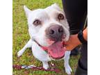 Adopt Angel a White American Staffordshire Terrier / Terrier (Unknown Type