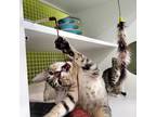 Adopt KITTENS AND CATS a Brown Tabby Domestic Shorthair (short coat) cat in