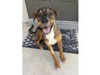 Adopt Rubble a Tricolor (Tan/Brown & Black & White) Boxer / Retriever (Unknown