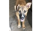 Adopt Marcie a Tan/Yellow/Fawn - with Black American Staffordshire Terrier /