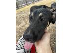 Adopt Princess a Black - with Tan, Yellow or Fawn American Staffordshire Terrier