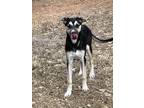 Adopt Smudge a Black - with Tan, Yellow or Fawn American Staffordshire Terrier /