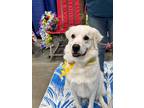 Adopt Thor fka Brady HTX a White Mountain Cur / Great Pyrenees / Mixed dog in