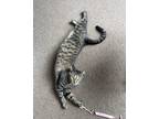 Adopt Wilma a Gray, Blue or Silver Tabby Domestic Shorthair cat in Middletown