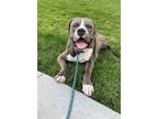 Adopt Blue a Gray/Silver/Salt & Pepper - with White Pit Bull Terrier / Mastiff /
