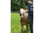 Adopt Rocky a Chestnut/Sorrel Pony - Other horse in Parker, PA (39417683)