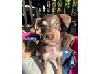 Adopt Male Puppies! a Black - with Tan, Yellow or Fawn Terrier (Unknown Type