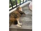 Adopt Mara a Brown Tabby Maine Coon / Mixed (medium coat) cat in San Diego