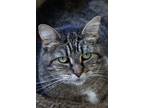 Adopt Xena a Gray, Blue or Silver Tabby Domestic Shorthair (short coat) cat in