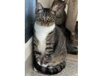 Adopt Garland a Gray or Blue Domestic Shorthair / Mixed Breed (Medium) / Mixed