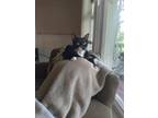 Adopt Milo (Marrero) a All Black Domestic Shorthair / Mixed Breed (Medium) /