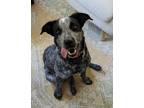 Adopt Kaya a Black - with White Australian Cattle Dog / Labrador Retriever /