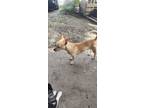 Adopt Charlie a Red/Golden/Orange/Chestnut Jack Russell Terrier / Mixed dog in
