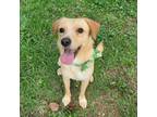 Adopt Yeolkong a Red/Golden/Orange/Chestnut Retriever (Unknown Type) / Beagle /