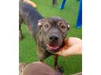 Adopt Mint a Black - with Brown, Red, Golden, Orange or Chestnut Shar Pei /