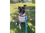 Adopt Bella a Brindle - with White American Staffordshire Terrier / Mixed dog in