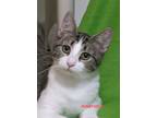 Adopt Amaretto a White (Mostly) Domestic Shorthair (short coat) cat in Colfax