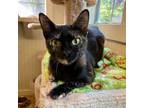 Adopt Jubilee a Tortoiseshell Domestic Mediumhair (medium coat) cat in Big
