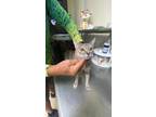 Adopt Merryman Mom a Domestic Shorthair / Mixed (short coat) cat in Mexia