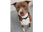 Adopt Rascal a American Pit Bull Terrier / Husky / Mixed dog in Portland