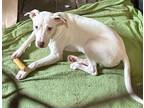 Adopt smiley a White Terrier (Unknown Type, Medium) / Catahoula Leopard Dog /