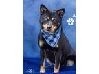 Adopt Abigail a Shiba Inu / Mixed dog in Midland, TX (39400370)