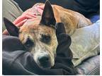 Adopt Nova a Brindle - with White Dutch Shepherd / Cattle Dog / Mixed dog in
