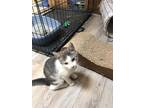 Adopt Winnie a Gray, Blue or Silver Tabby Domestic Shorthair (short coat) cat in