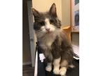 Adopt Emmie a Gray or Blue (Mostly) Domestic Mediumhair (medium coat) cat in